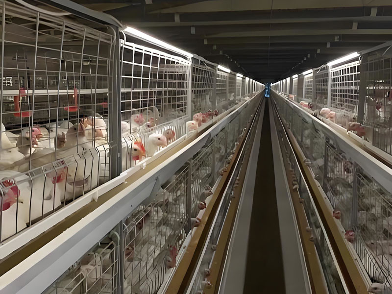 Cage en batterie superposée pour poulets de chair